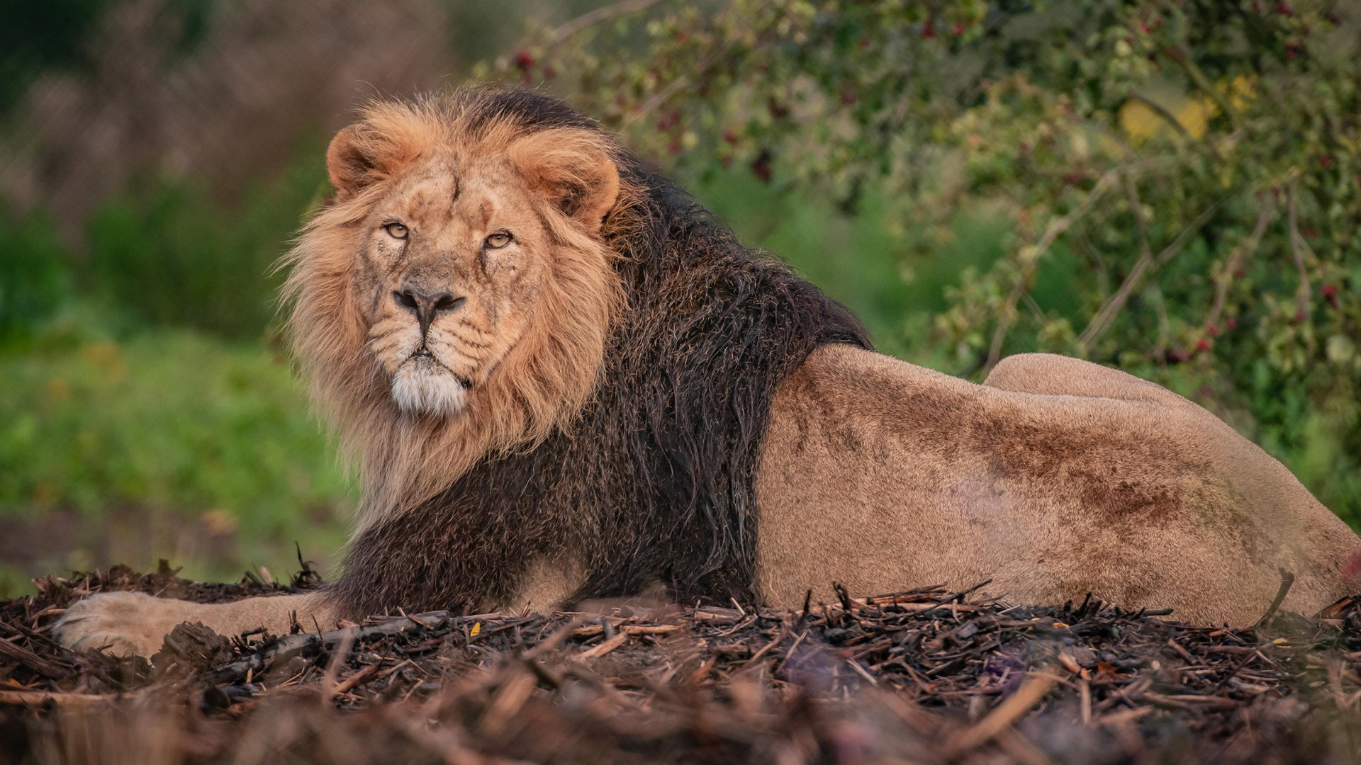 Über roars into action with Chester Zoo teaser - Prolific North