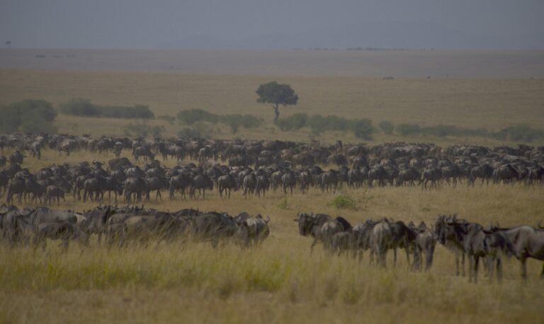 wildebeests-75507371920