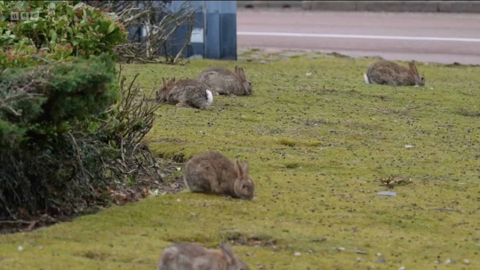 Aberdeen's rabbit roundabout residents steal the show on BBC Scotland ...